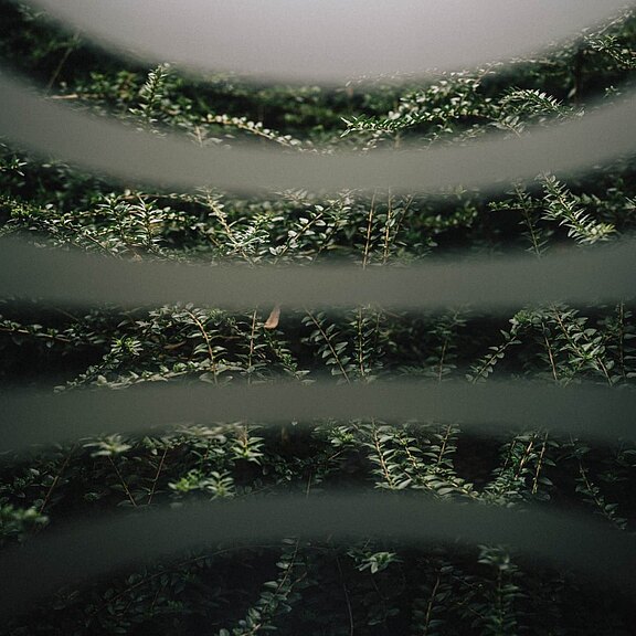 Grüne Oase Grüne Oase